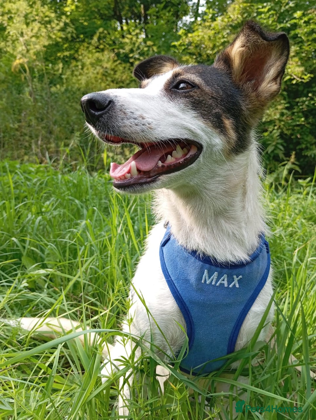 Mixed Breed dogs for adoption: ❤️ Alma – a 1.5-year-old lower-medium girl❤️ - Advert 10