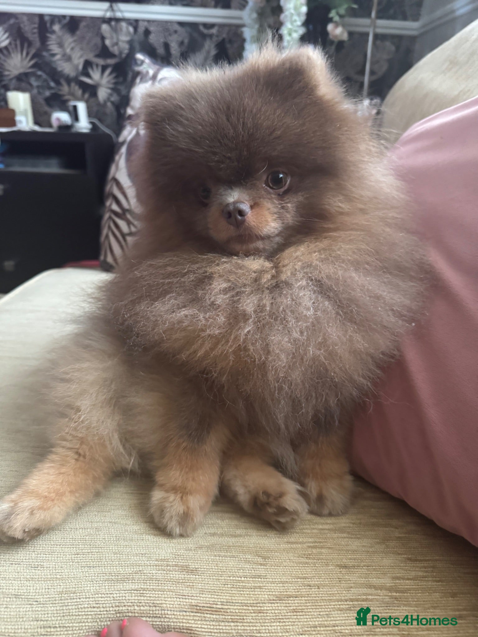Pomeranian dogs TINY KC Reg Lilac & Tan Stud  - Advert 1