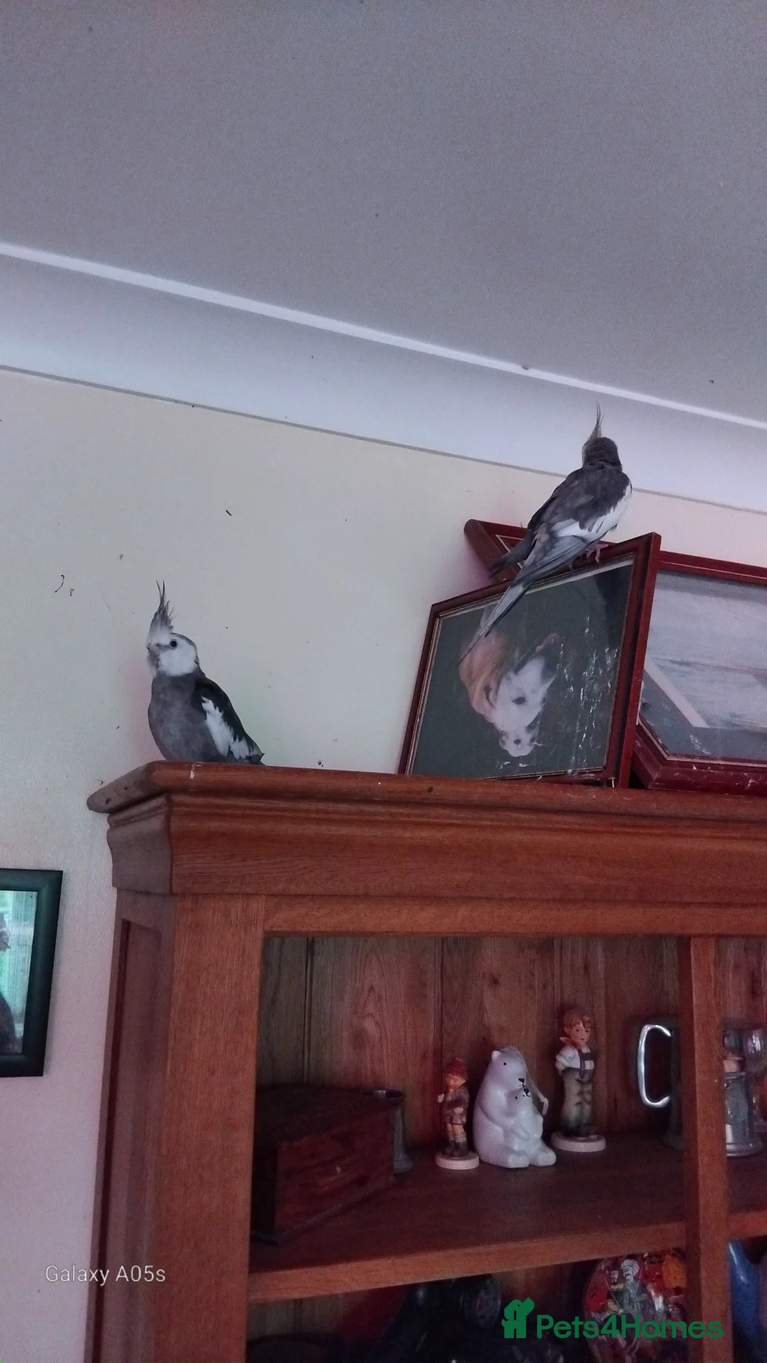 Cockatiels birds for sale: Two loveing males for sale  - Advert 1