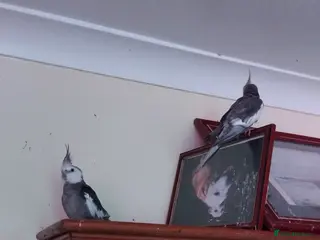 Cockatiels birds Two loveing males for sale - Advert 16