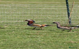 Waterfowl poultry for sale: Mandarin Ducks - Image 3