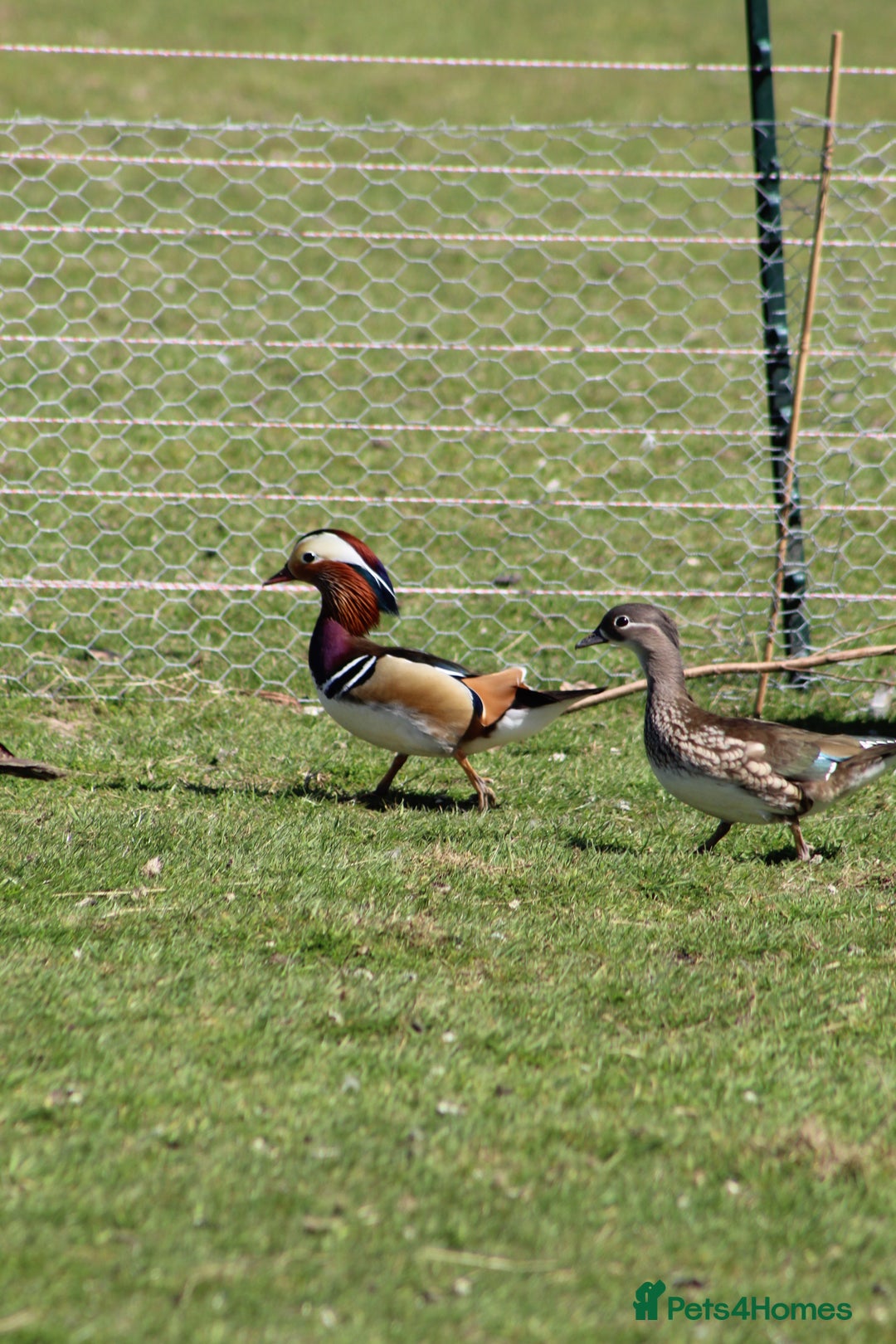 Waterfowl poultry for sale: Mandarin Ducks - Image 3