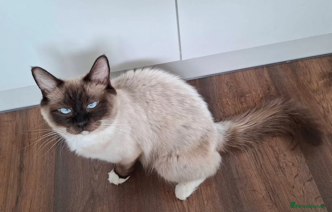 Ragdoll cats for sale: Active one year old Queen - Aga  - Advert 2