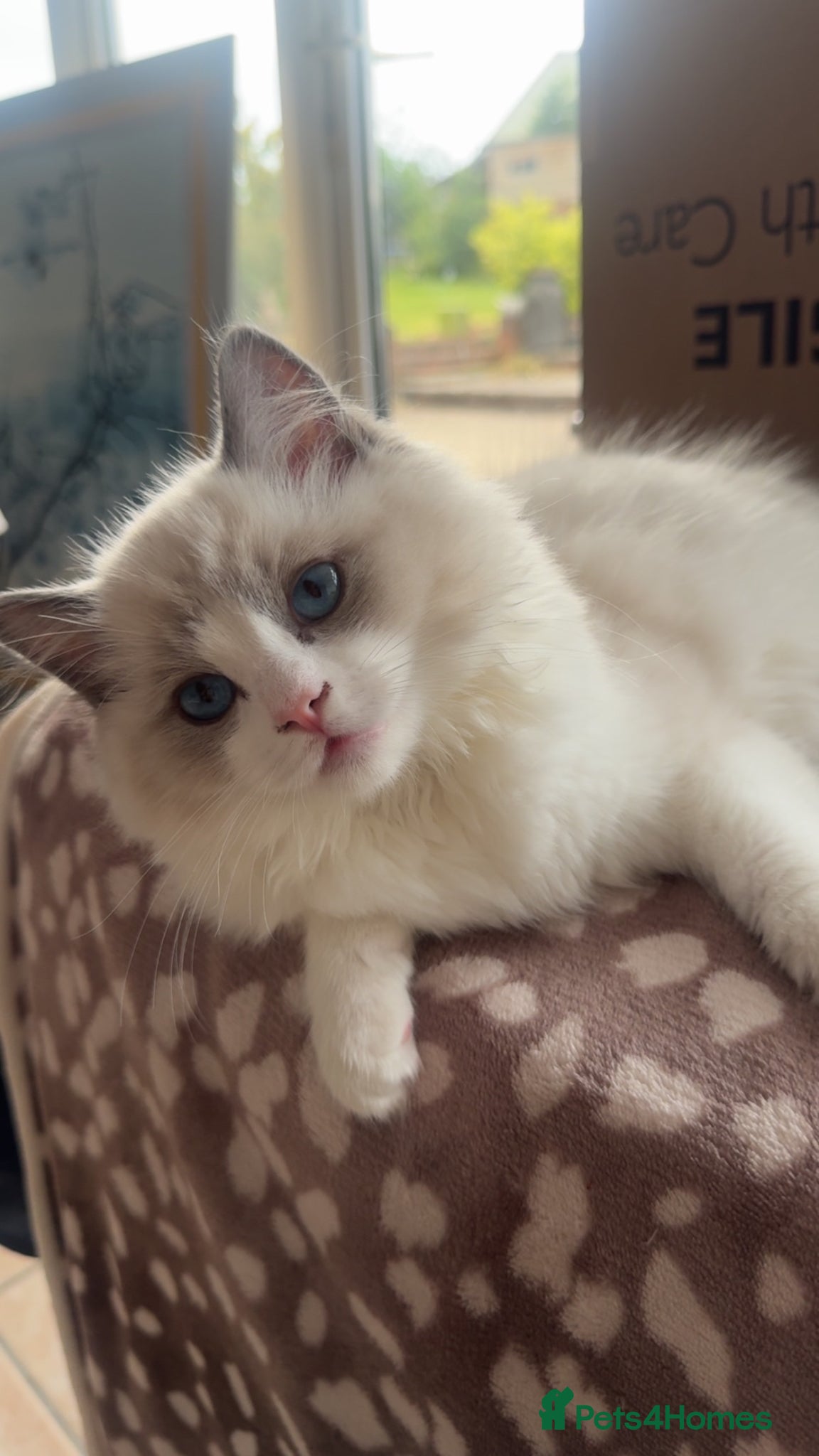 Ragdoll cats Gorgeous blue bicolour GCCF kitten - Advert 18