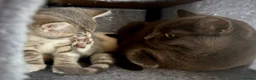 Mixed Breed cats for sale: 3 Beautiful Kittens Ready For New Homes - Advert 11