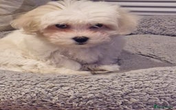 Bichon Frise dogs for sale: Bichon frise 10 week old - Advert 2