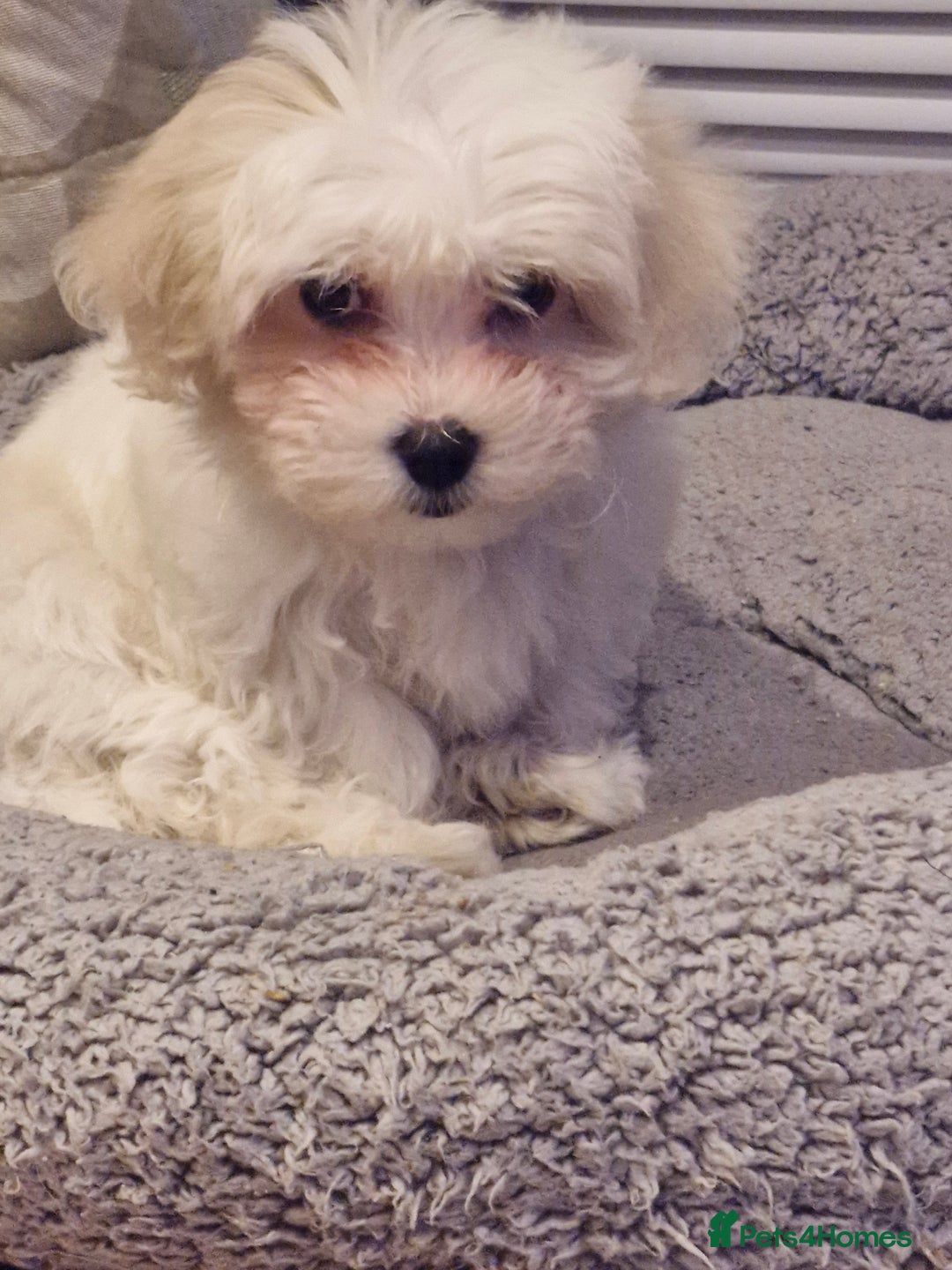 Bichon Frise dogs for sale: Bichon frise 10 week old - Advert 2