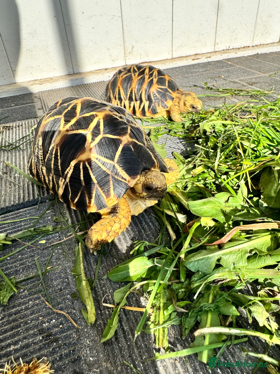 Tortoise reptiles for sale: CB23 Burmese Star tortoise for sale - Advert 1