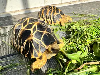 Tortoise reptiles CB23 Burmese Star tortoise for sale - Advert 6