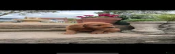 Labradoodle dogs for sale: Exceptional, traditional F1 Labradoodles - Advert 9