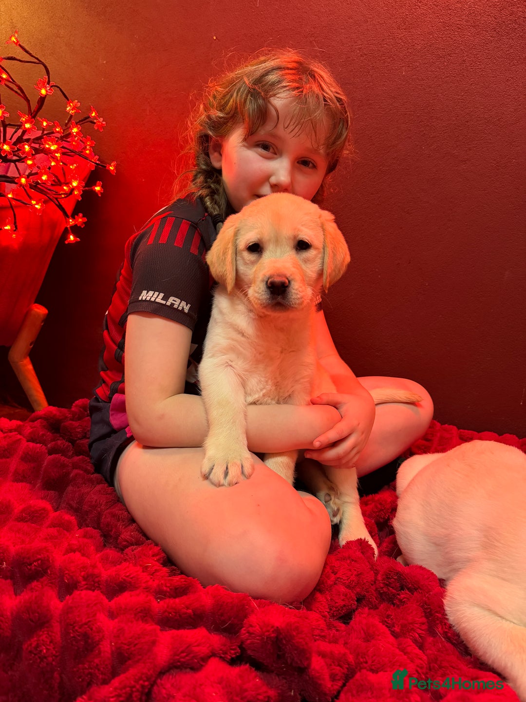 Golden Retriever dogs for sale: Health Tested, champion bloodlines Great with Kids - Advert 16