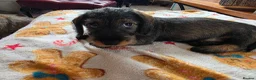 Dachshund dogs for sale: Five miniature Wire Haired Dachshund puppies - Advert 13