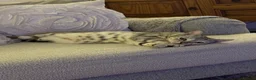 Egyptian Mau cats for sale: Beautiful Egyptian Mau Cat in South Croydon - Advert 7