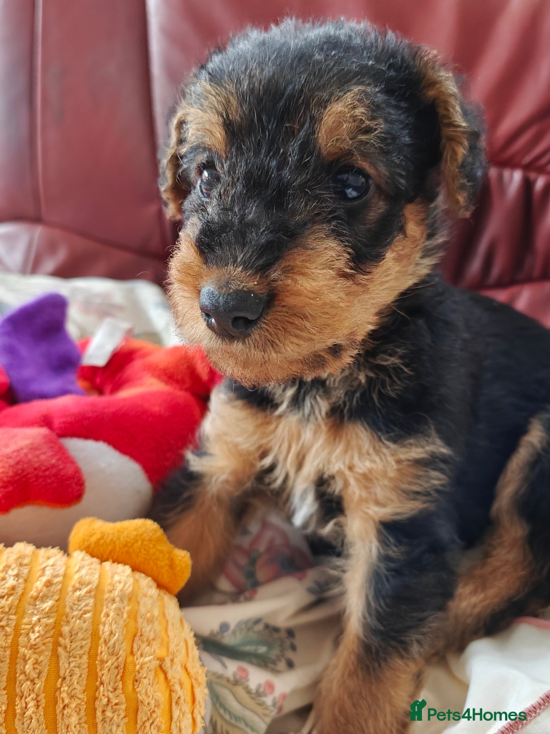 Airedale Terrier dogs for sale: Superb Airedale Terrier puppies Champion parents - Image 4