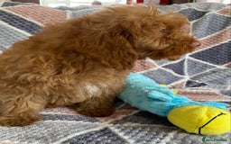 Cockapoo dogs for sale: Stunning fox red cockapoo puppies PRA clear  - Image 4