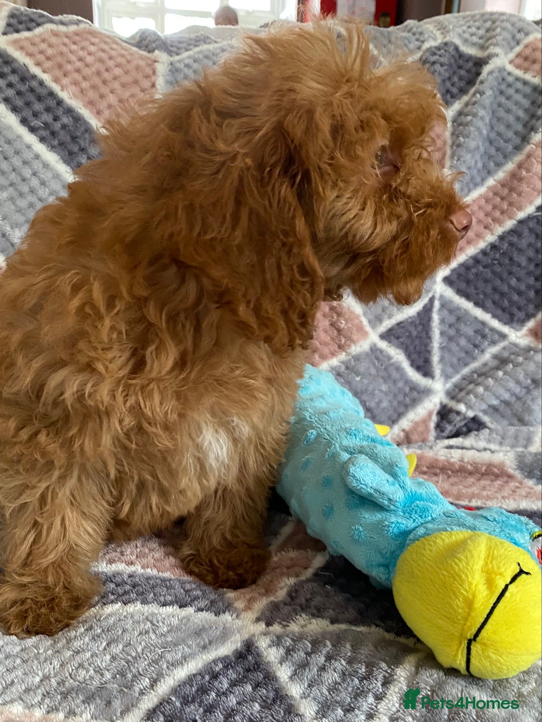 Cockapoo dogs for sale: Stunning fox red cockapoo puppies PRA clear  - Image 4