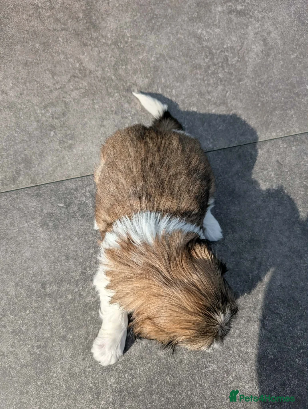 Shih Tzu dogs for sale: Adorable Imperial Puppies Ready for Loving Homes! in Bolton - Advert 2