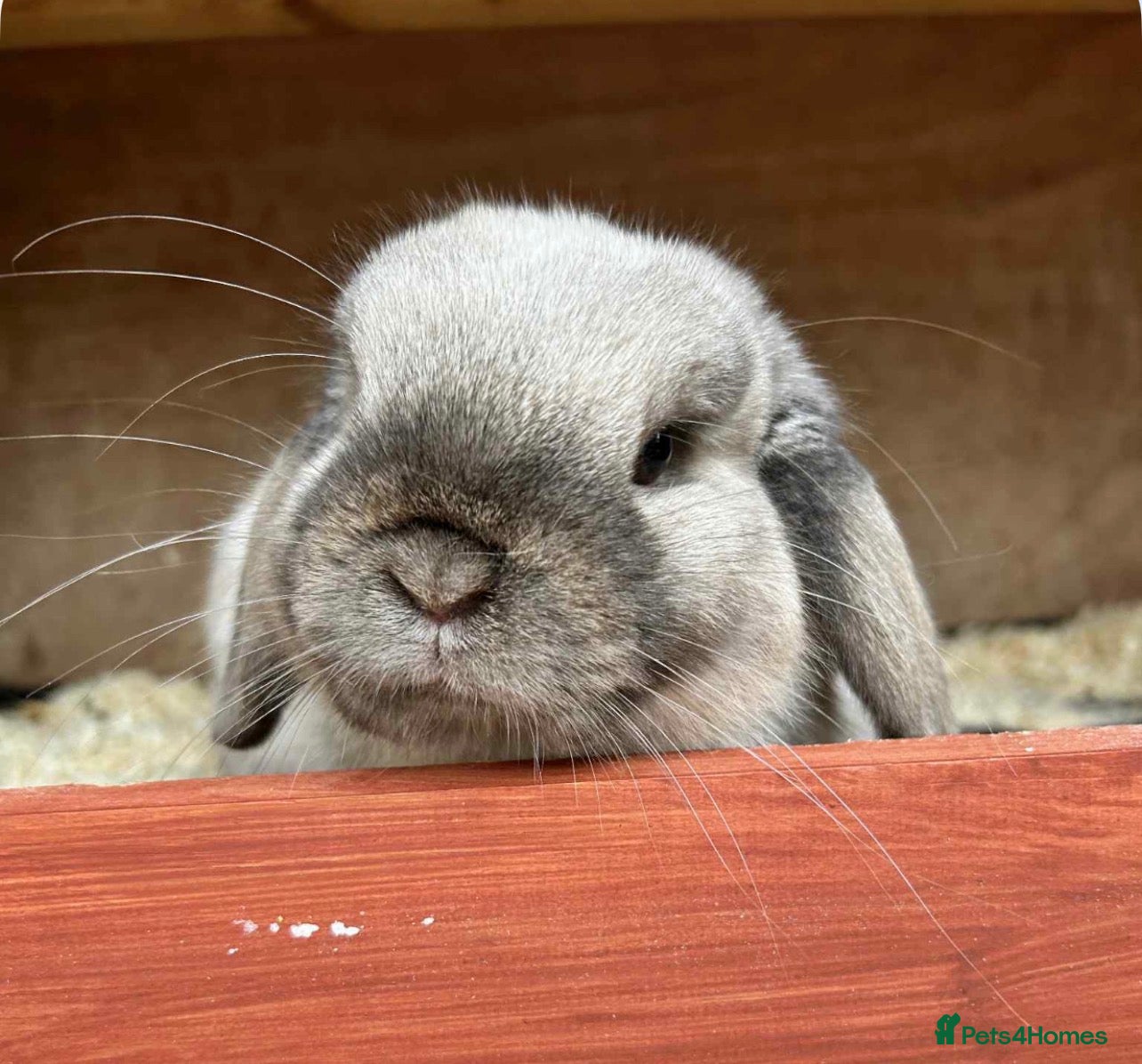 Mini Lop rabbits Gorgeous purebred sealpoint boy Thumper  - Advert 5