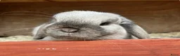 Mini Lop rabbits for sale: Gorgeous purebred sealpoint boy Thumper  - Advert 1