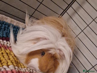 Guinea Pig rodents - Advert 23