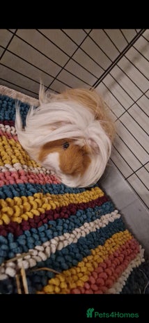 Guinea Pig rodents - Advert 8