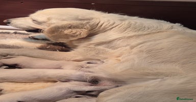 Golden Retriever dogs Show type Golden Retrievers health tested parents - Advert 1