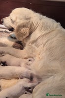 Golden Retriever dogs Show type Golden Retrievers health tested parents - Advert 3