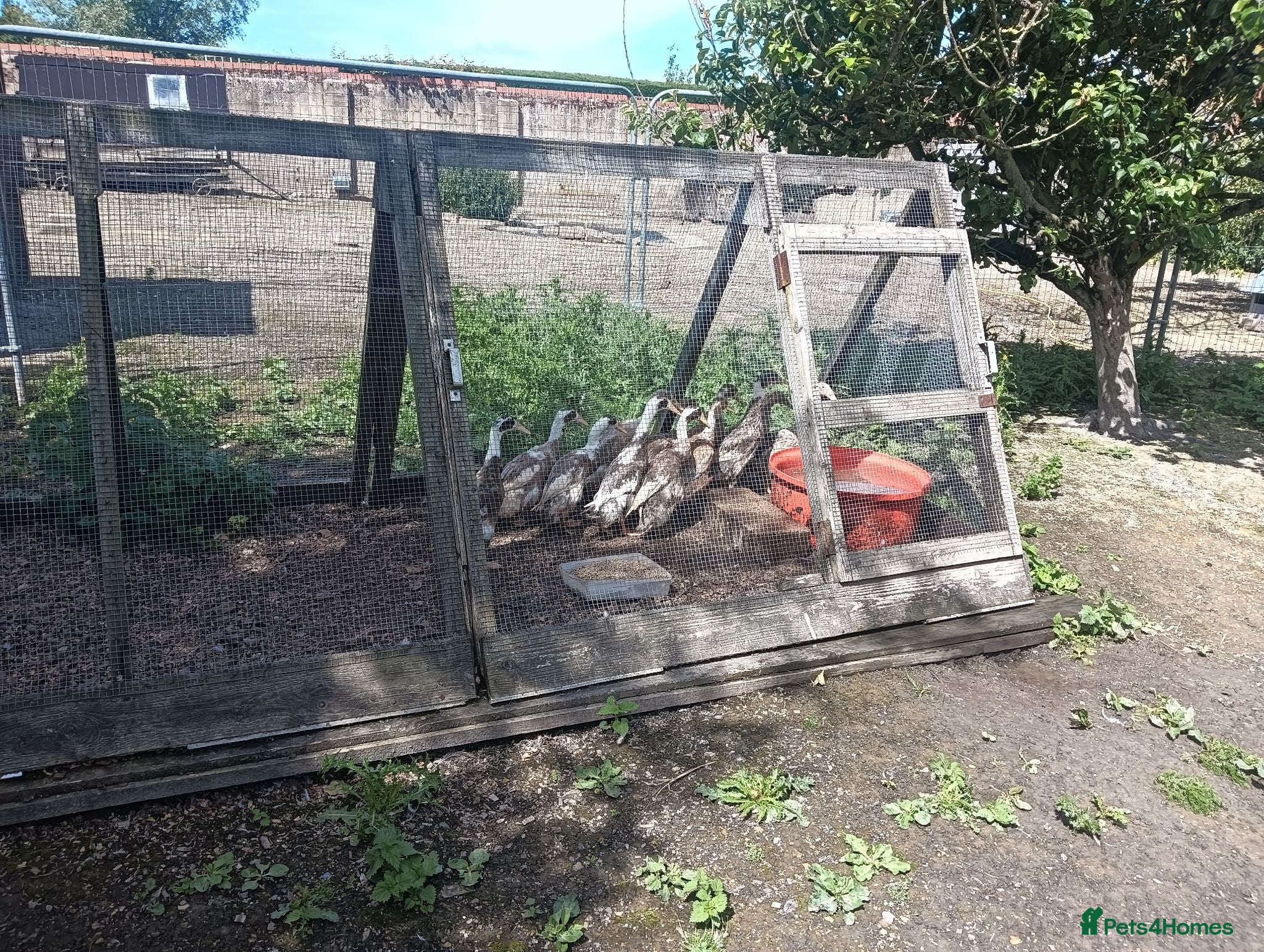 Ducks poultry POL Indian Runner Ducks - Advert 1