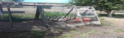 Ducks poultry for sale: POL Indian Runner Ducks - Advert 1