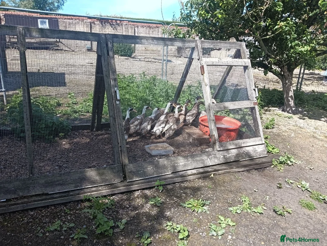 Ducks poultry for sale: POL Indian Runner Ducks - Advert 1