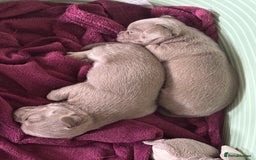 Chihuahua dogs for sale: Lilac chihuahua girls - Image 8