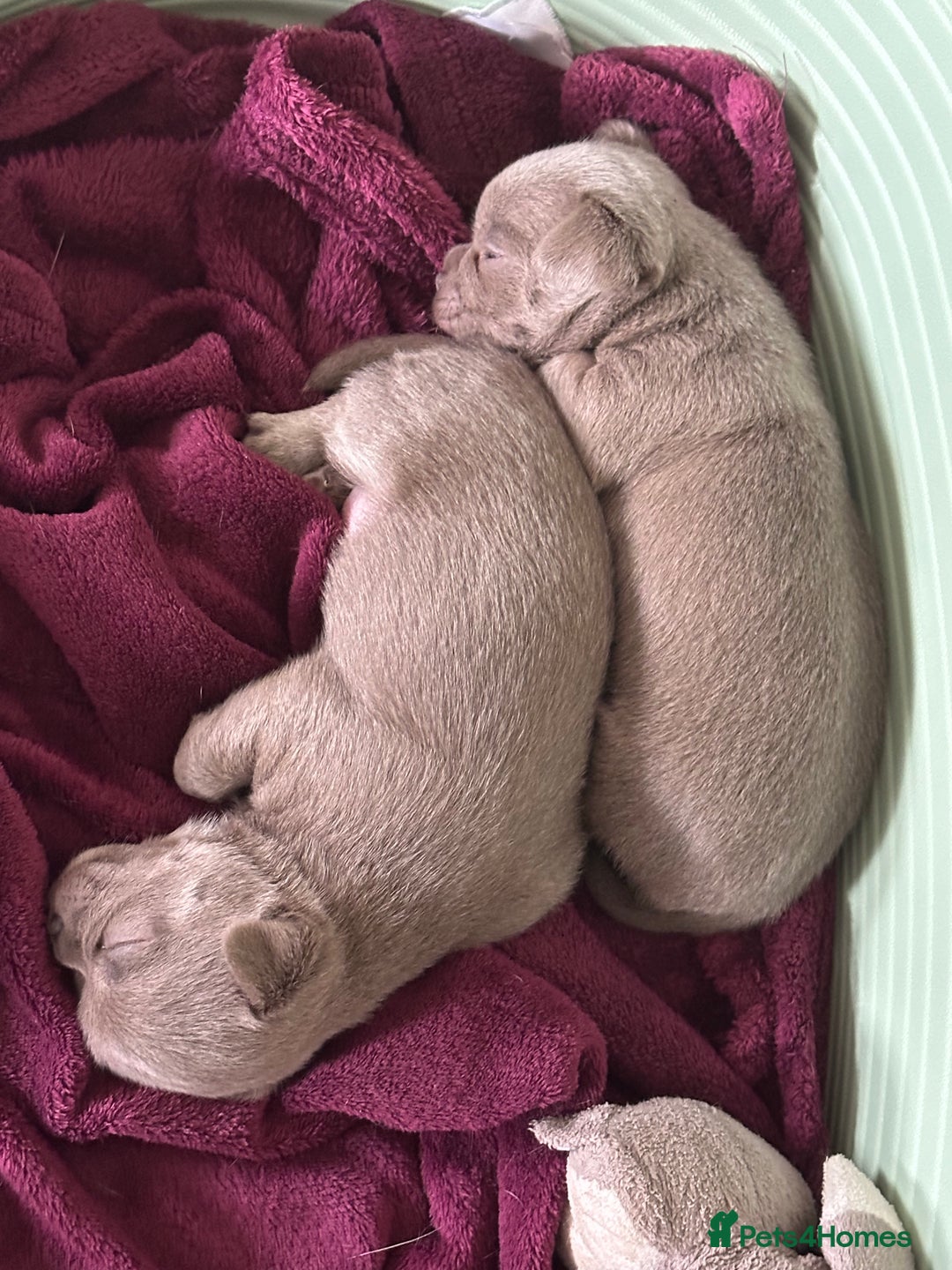 Chihuahua dogs for sale: Lilac chihuahua girls - Image 8