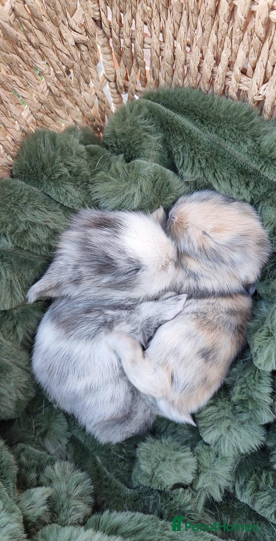 Mini Lop rabbits Mini lop/lion head new arrivals  - Advert 2