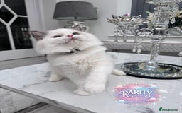 Ragdoll cats for sale: Ragdolls kittens from Chinese bloodline  - Image 5