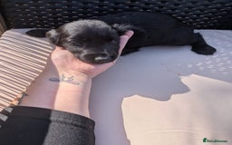 Cocker Spaniel dogs for sale: Working type cocker spaniel puppies  - Image 10