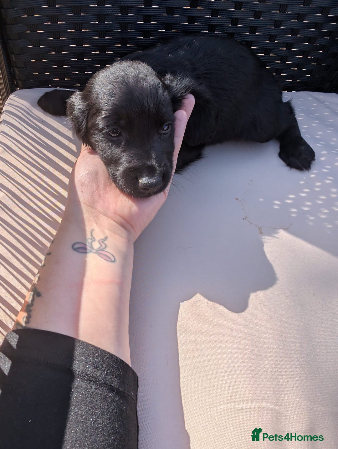 Cocker Spaniel dogs for sale: Working type cocker spaniel puppies  - Image 10