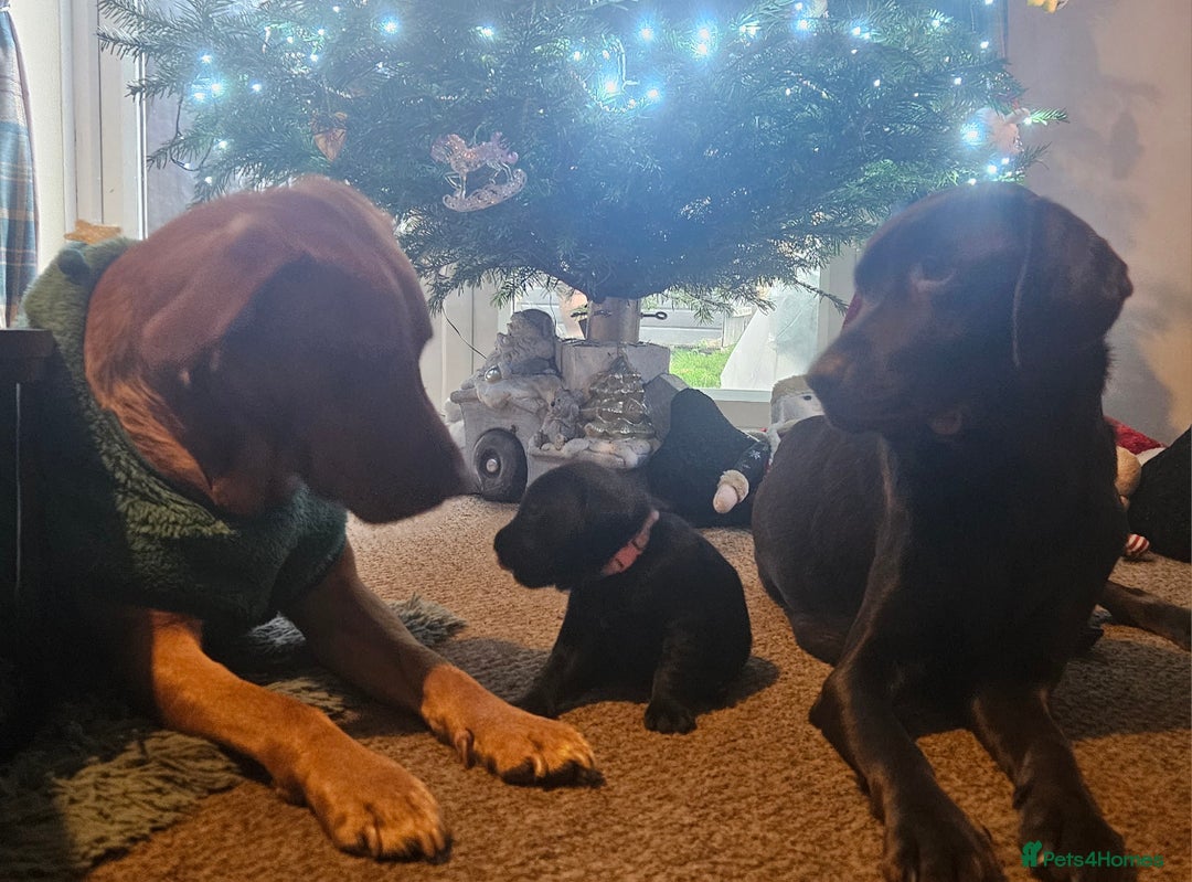 Labrador Retriever dogs for sale: Black labrador puppies - Advert 12