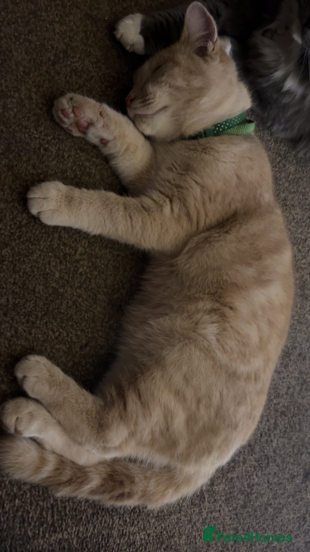 British Longhair cats for sale: X2 7 month old male kittens - Advert 17