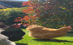 Chickens poultry for sale: Orpington chickens  - Image 4
