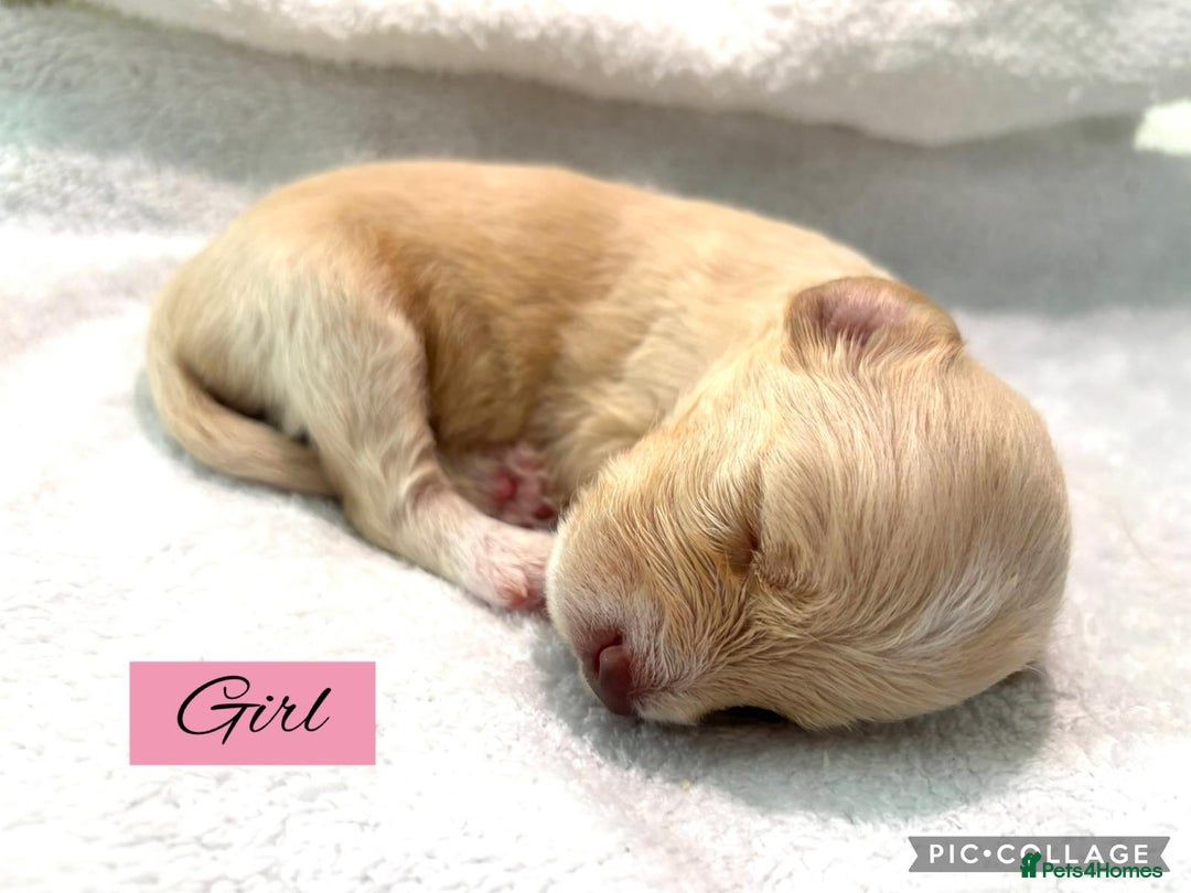 Mixed Breed dogs for sale: Cockapoochi Puppies - Image 6