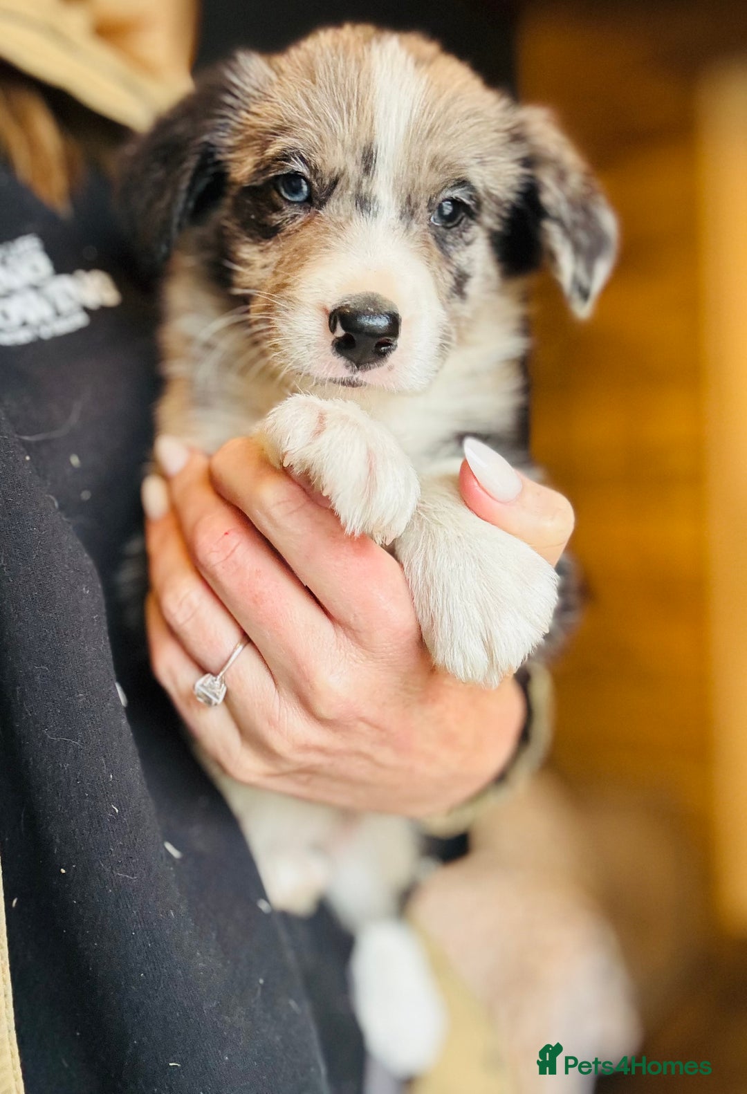 Border Collie dogs for sale: Pure Bred Border Collie Puppies For Sale - Image 15