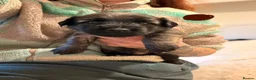 Skye Terrier dogs for sale: KC Reg Skye Terrier Cream puppies  - Advert 26
