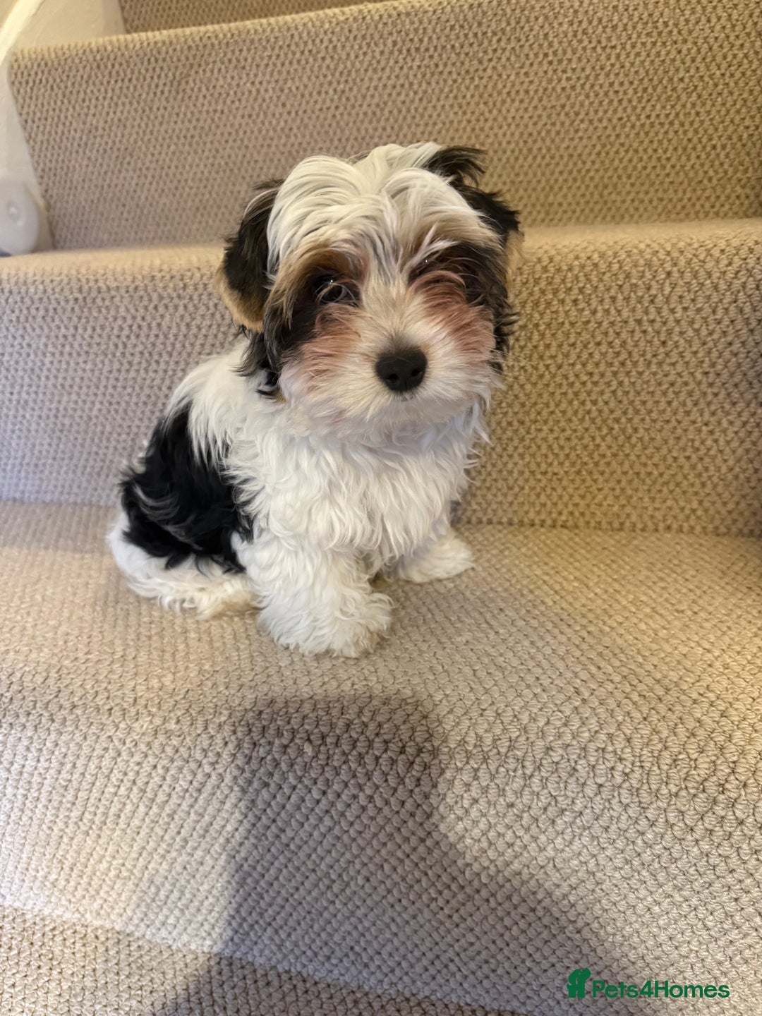 Biewer Terrier dogs for sale: One beautiful boy for sale  - Advert 3