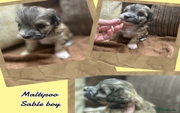 Maltipoo dogs for sale: Fully dna tested Maltipoos  - Image 2