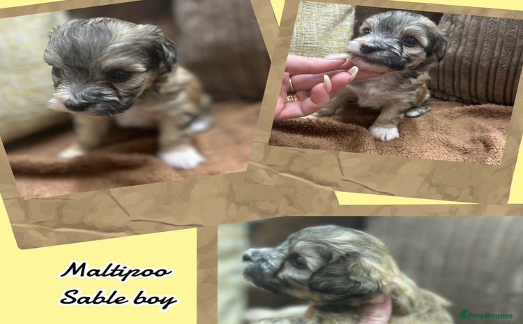 Maltipoo dogs - Advert 1