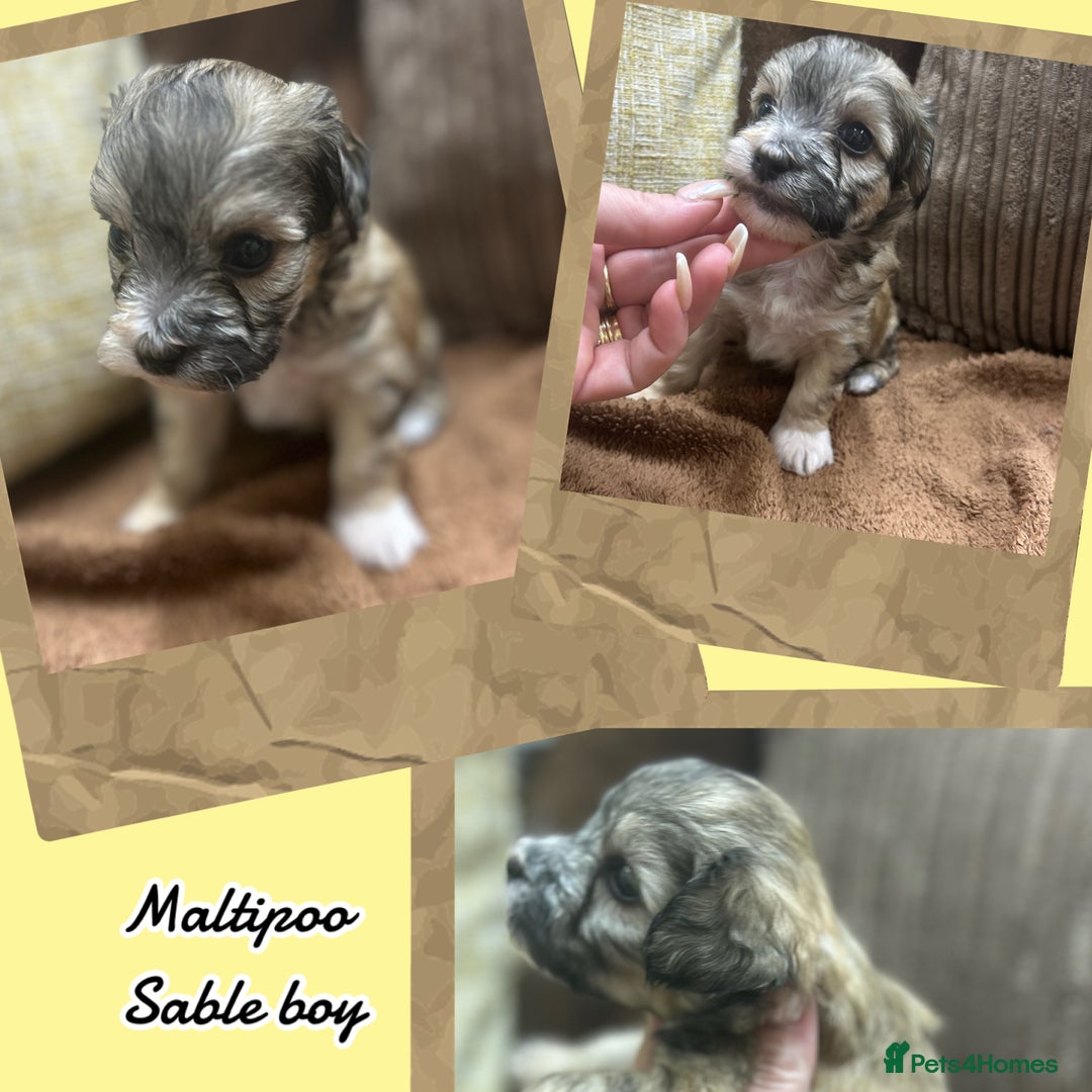 Maltipoo dogs for sale: Fully dna tested Maltipoos  - Image 2