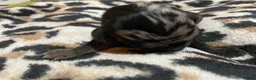 Dachshund dogs for sale: The Dapple Dachshunds Nottinghamshire  - Advert 7