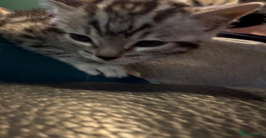 Bengal cats - Advert 1