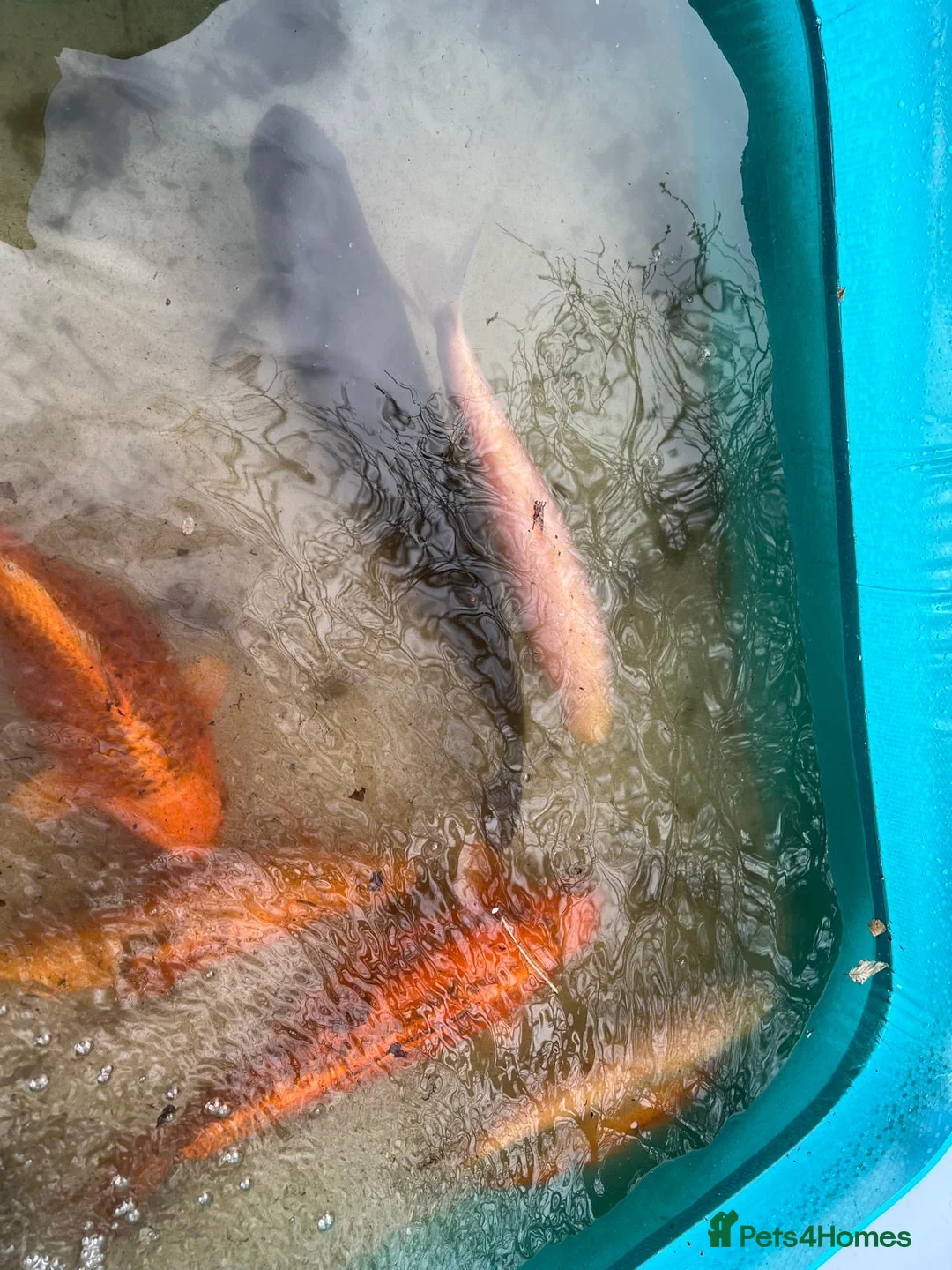 Other/Mixed Breed fish for sale: Fish mixed, koi, pond equipment  in Telford - Advert 1