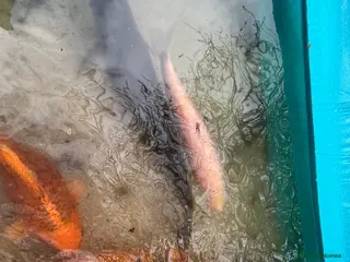 Other/Mixed Breed fish Fish mixed, koi, pond equipment - Advert 2